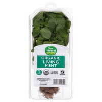 Sun Harvest Living Mint, Organic - 1 Each