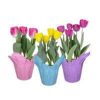Tulips - 1 Each