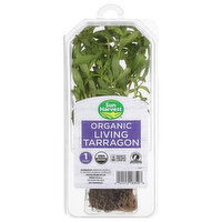 Sun Harvest Living Tarragon, Organic - 1 Each