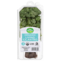 Sun Harvest Living Cilantro, Organic - 1 Each