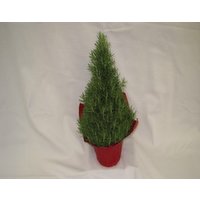 Fresh Rosemary Ea. - 1 Each