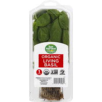 Sun Harvest Living Basil, Organic, 1 Each