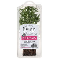 North Shore Living Herbs Rosemary, 1 Each