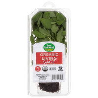 Sun Harvest Living Sage, Organic - 1 Each