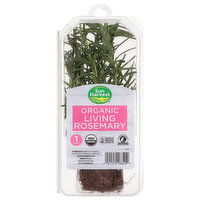 Sun Harvest Living Rosemary, Organic - 1 Each