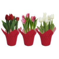 Tulips - 1 Each