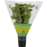 North Shore Living Herbs Mint - 1 Each