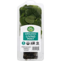 Sun Harvest Living Mint, Organic, 1 Each