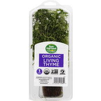 Sun Harvest Living Thyme, Organic, 1 Each