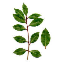 Fresh Bay Leaf Ea. - 1 Each