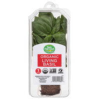 Sun Harvest Living Basil, Organic - 1 Each