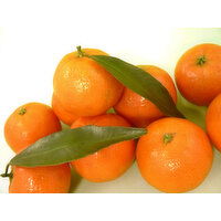 Fairchild Tangerines - 1 Pound