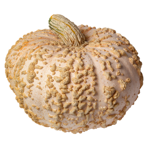 Mixed Heirloom Pumpkin