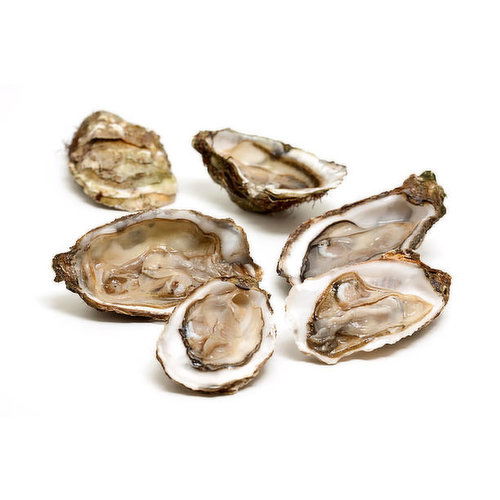 Fresh Oysters In The Shell Wild Caught