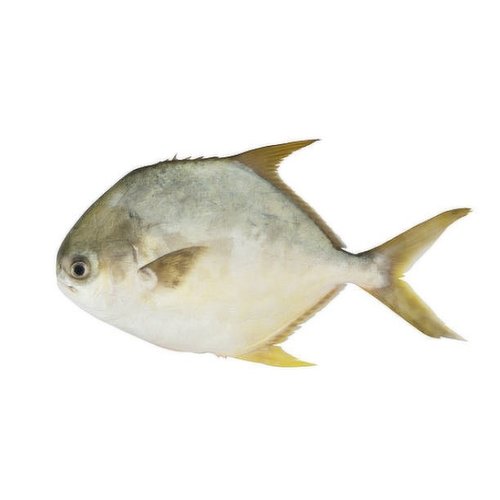 Whole Pompano