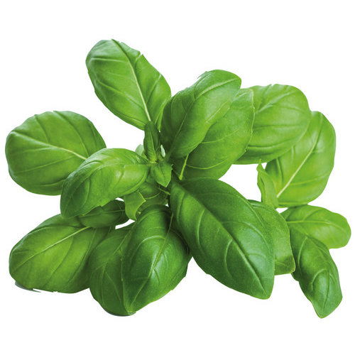 Fresh Basil Ea.