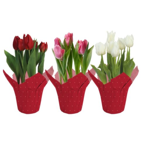 Tulips
